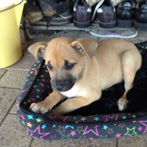 No photo for  Staffy X Shepherd Mix Breed Puppy (Rosie) 