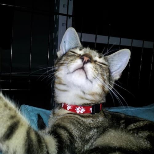 No photo for Simba