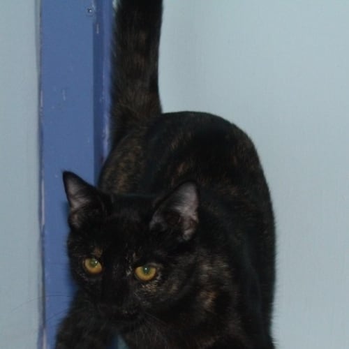 No photo for Jessie *On Trial In Her New Home*