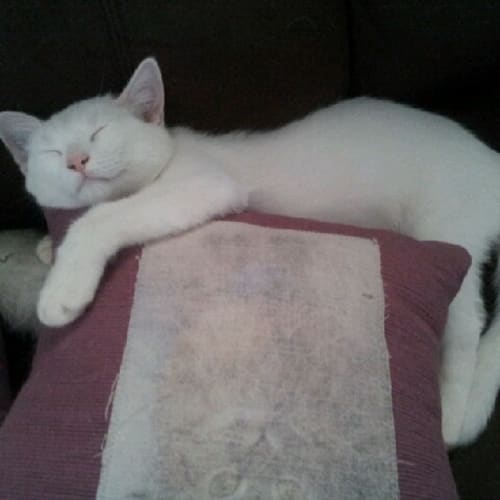 No photo for Tessa (Deaf Baby!) *On Trial In Her New Home*