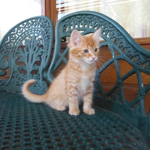 No photo for Marmalade ($50 Adoption Fee)