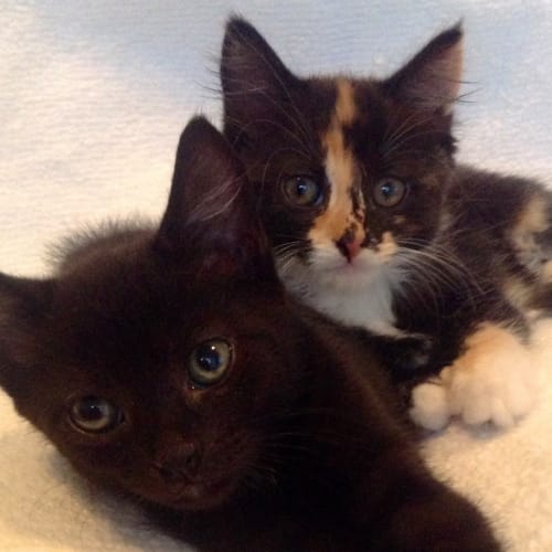 No photo for Motsy (F) And Jetson (M)