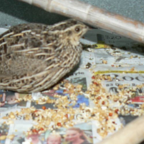 No photo for Quail