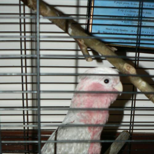 No photo for Peti
