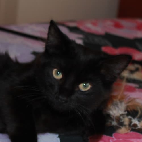 No photo for Blanka * Adoption Day 23/3/2013*