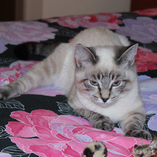 No photo for Likka *Adoption Day17/3/2013*