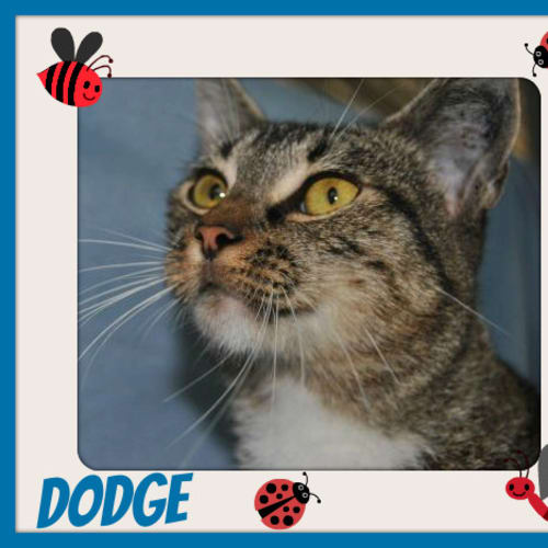 No photo for Dodge