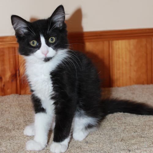 No photo for Princess *Adoption Day 17/3/2013*