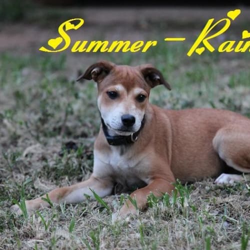 No photo for Summer Rain
