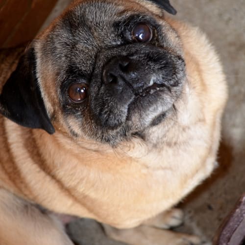 No photo for Frankie & Shoosha *On Hold, Adoption Pending*