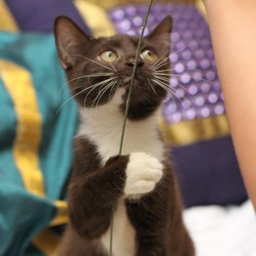 No photo for Pound Cats | The Suitcase Kittens | Spud