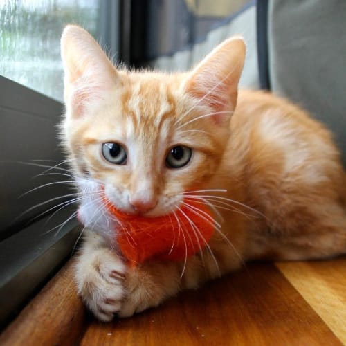 No photo for Pound Cats | Petal's Kittens