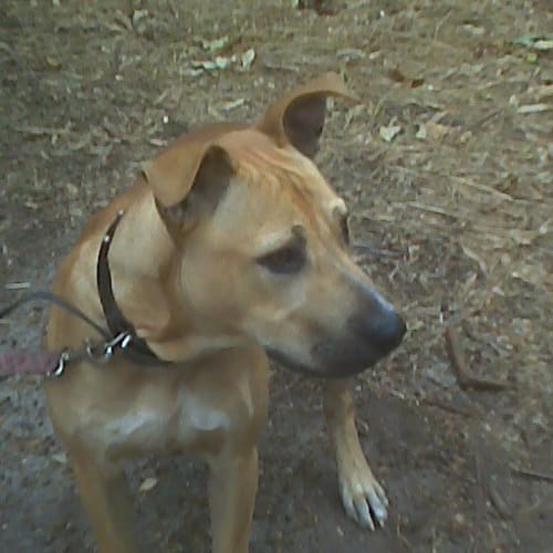 No photo for Buster