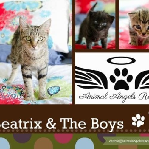 No photo for Beatrix