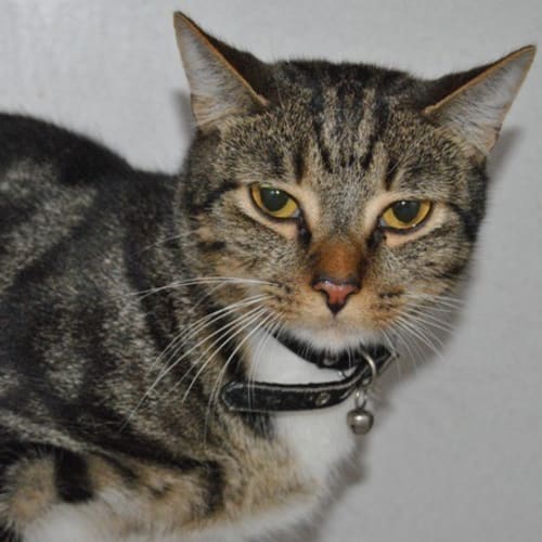 No photo for Tabby