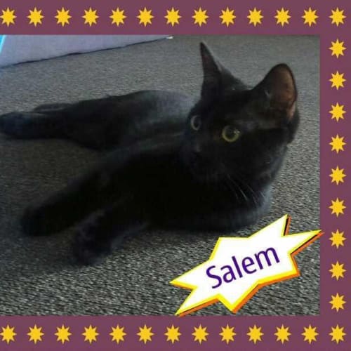 No photo for Salem