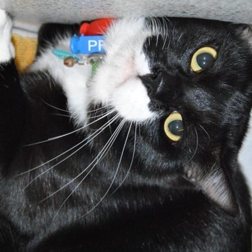 No photo for Socks