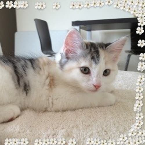 No photo for Butterball *Adoption Pending*