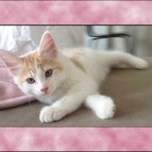 No photo for Bentley *Adoption Day 17/03/2013*