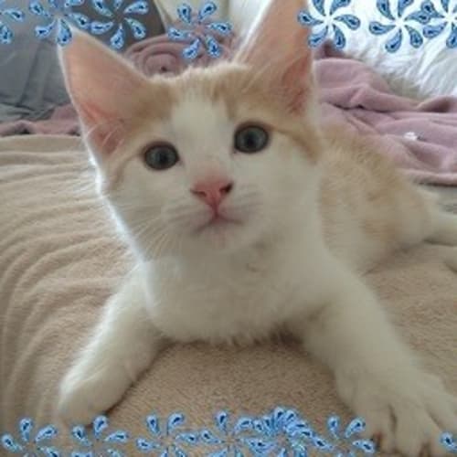 No photo for Rastes  **Adoption Day Sun 14/04/13** 