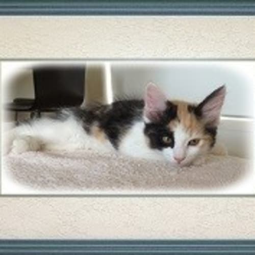 No photo for Miss Chief *Adoption Pending*