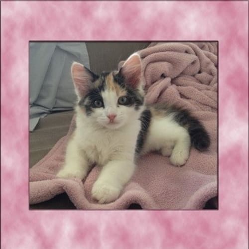 No photo for Natalie *Adoption Pending*