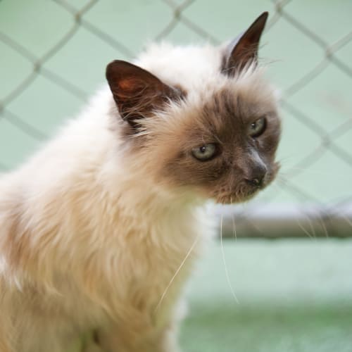 No photo for Audrey Id12330 A Persian Princess!