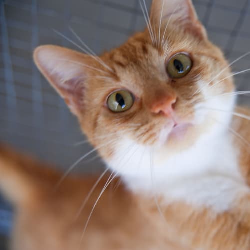 No photo for Ringo Id12381 Ginger Marmalade. Lovely!