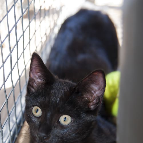 No photo for Leon Id12610 Black Panther Love