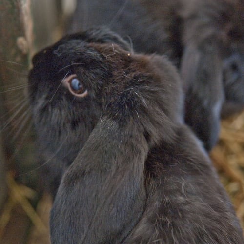 No photo for Bonnie Id12768