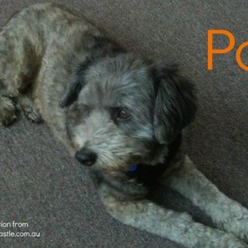 Polo (On Trial 21/4/13)