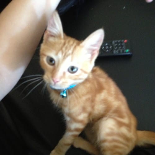 No photo for Dexter
