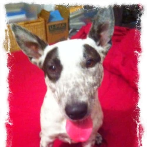 Lila