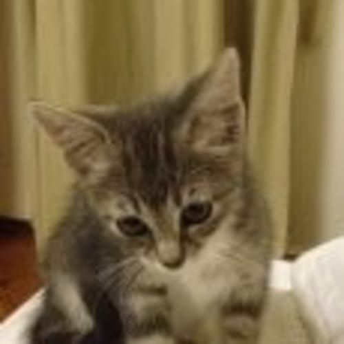 No photo for Roxy 8 Wk Old Kitten