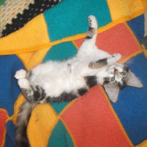 No photo for Shyla*On Trial With My New Family*