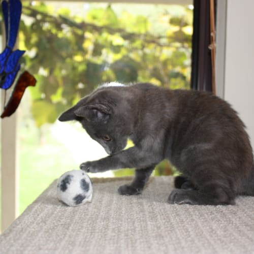 No photo for Pound Cats | Melody
