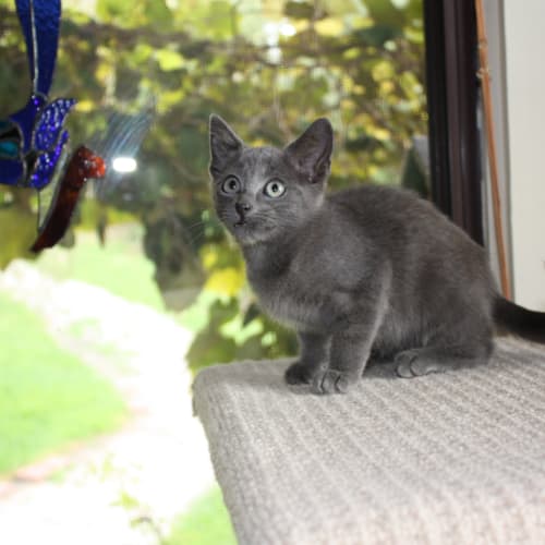 No photo for Pound Cats | Carson