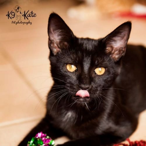No photo for Salem