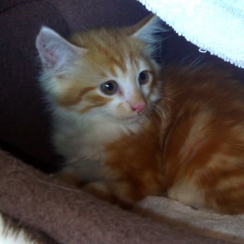 No photo for Finnegan