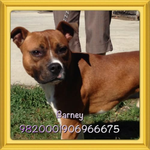 No photo for Barney