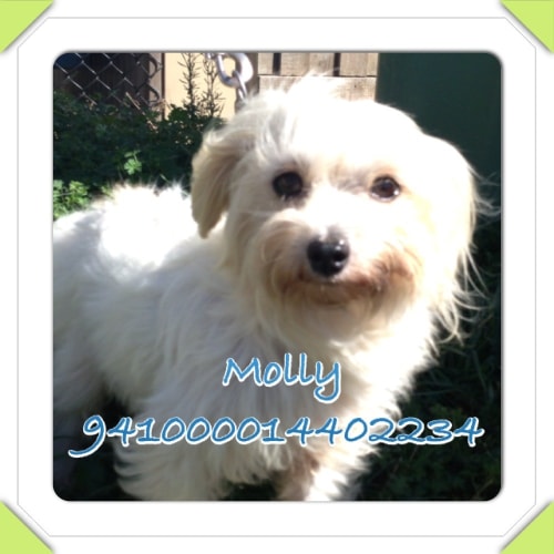 No photo for Molly