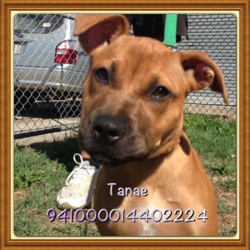 No photo for Tanae