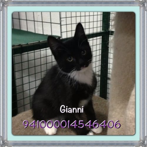 No photo for Gianni