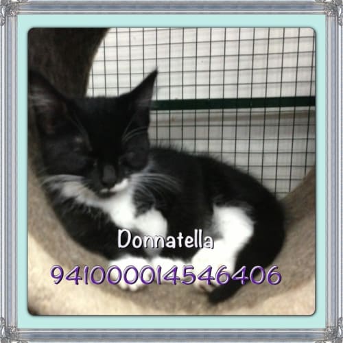 No photo for Donnatella