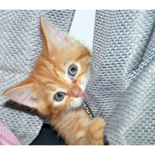 No photo for Poppy*Ready For Adoption In 2weeks*