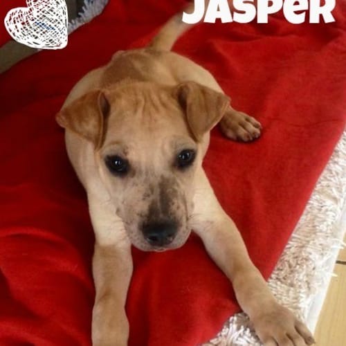 No photo for Jasper