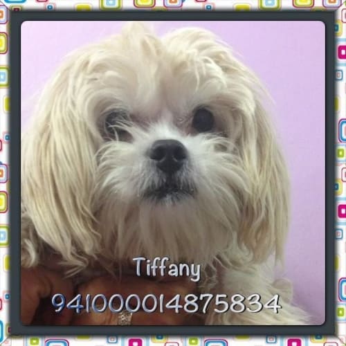 No photo for Tiffany
