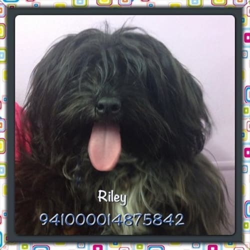 No photo for Riley