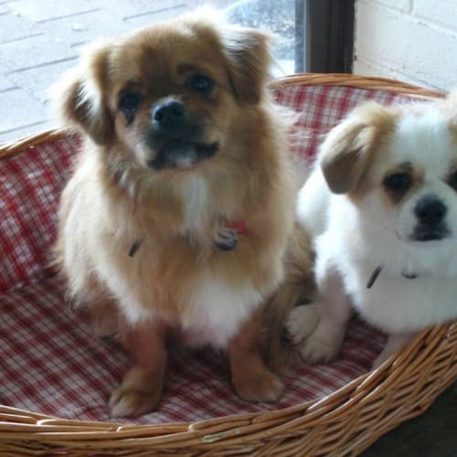 No photo for Rocky And Rambo