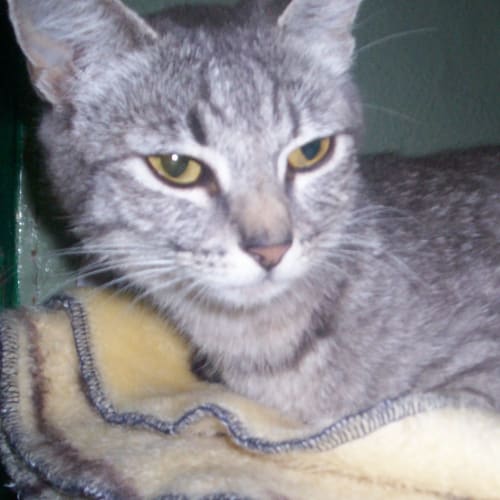 No photo for Queen Sheba